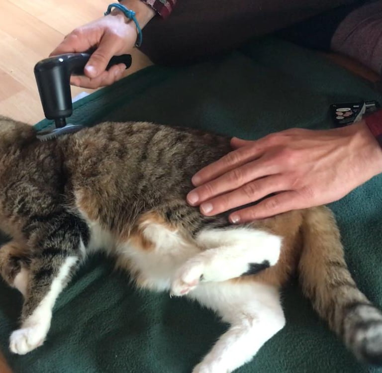 Katze bei der physiotherapie mit Novafon