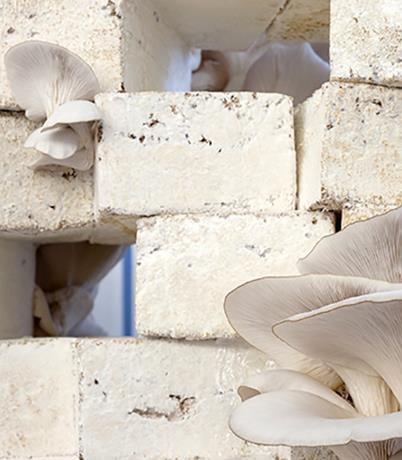 a cluster of mushrooms growing from a brick wall