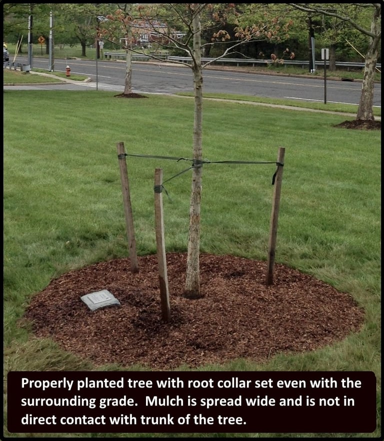 properly planted tree