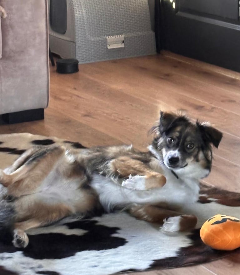 hond kijkend in de camera