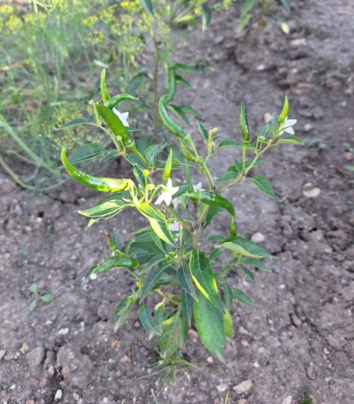 Peppers