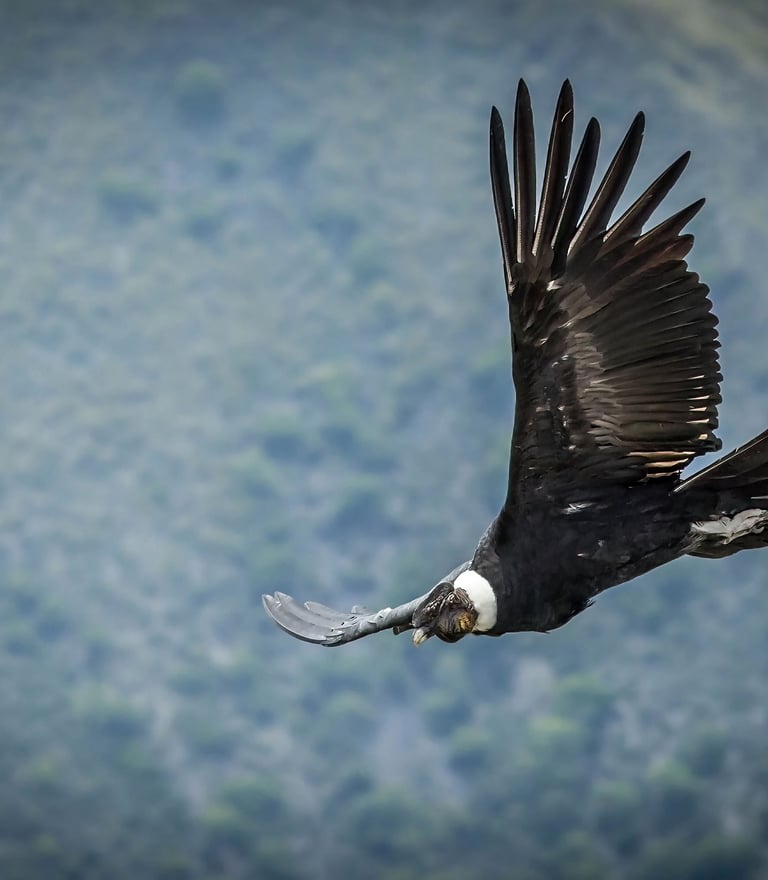 This image features an Andean condor, one of the largest flying birds in the world.