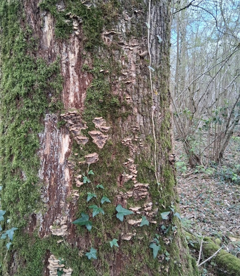 champignons parsites sur chêne