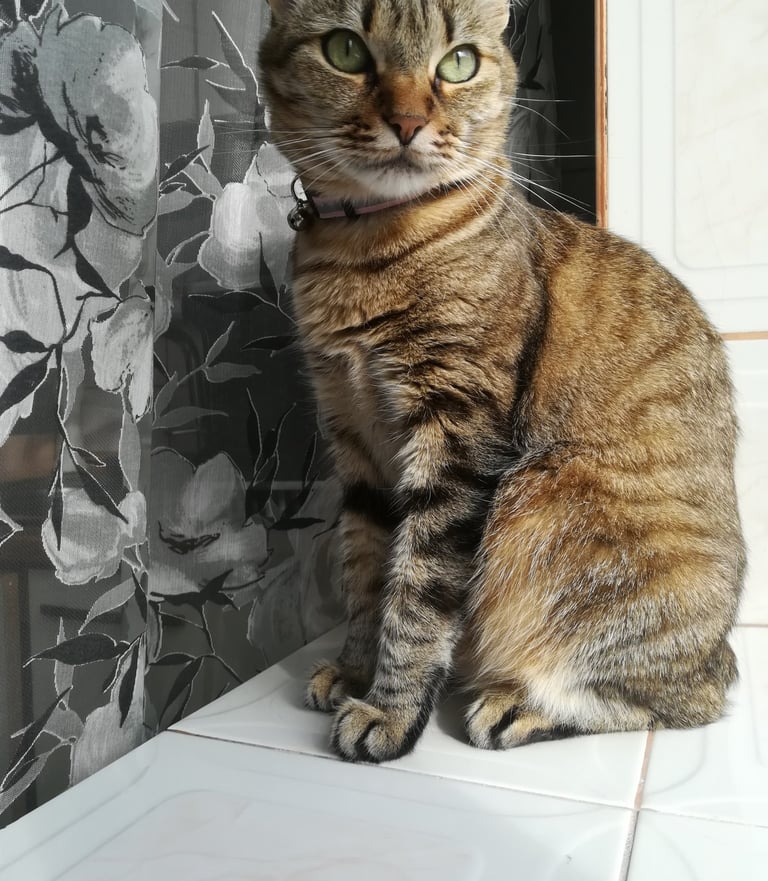 kathia -  my fur baby , tabby cat