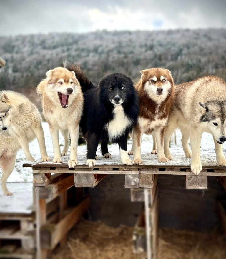 Husky-Erlebnisse, Husky-Ausfahrten, Husky-Trekkingtouren, Husky Abenteuer, Dietfurt, Bayern