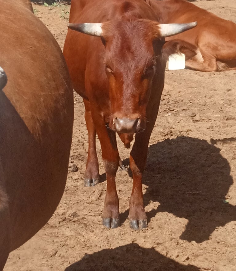 Red-brown cow with short horns standing on dry soil in a sunlit cattle pen,