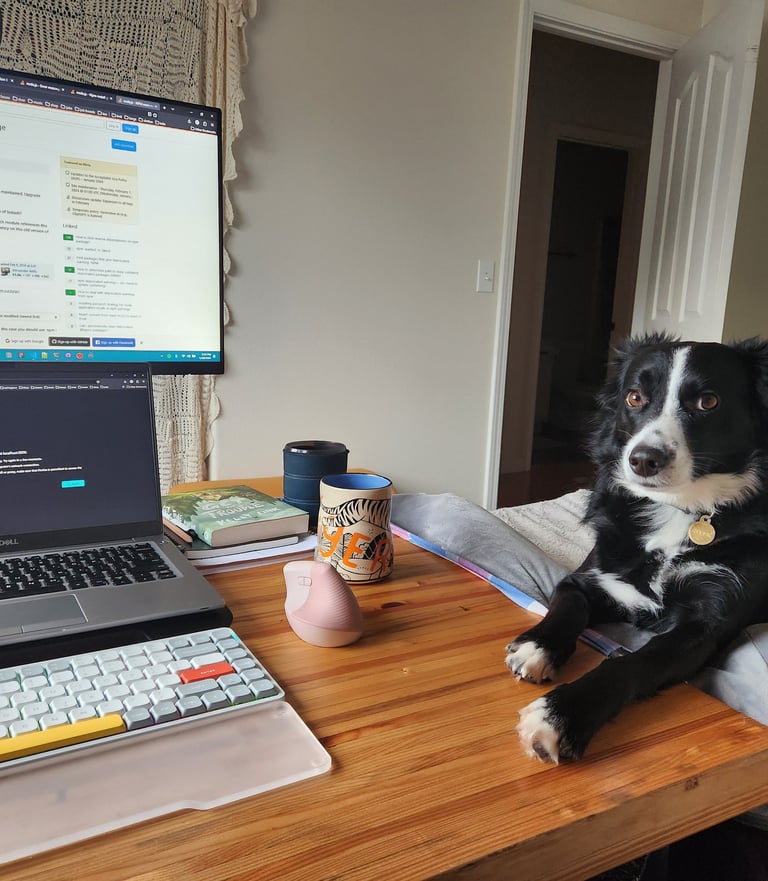 border collie laying near work desk looking into the camera
