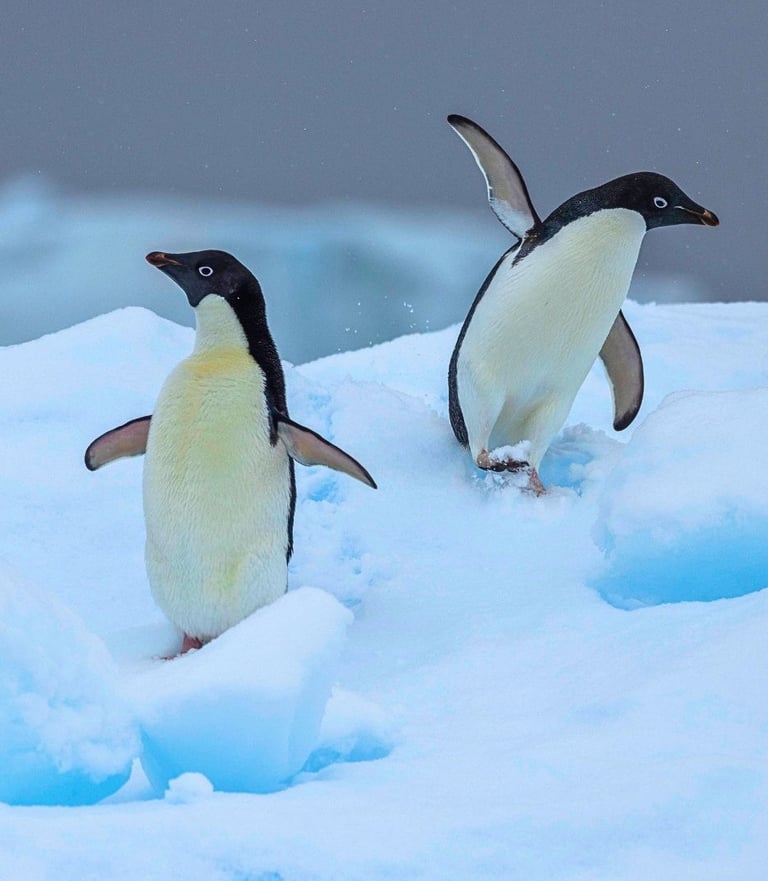 Two Adélie penguins waddling across a snowy iceberg in the cold Antarctic wilderness.
