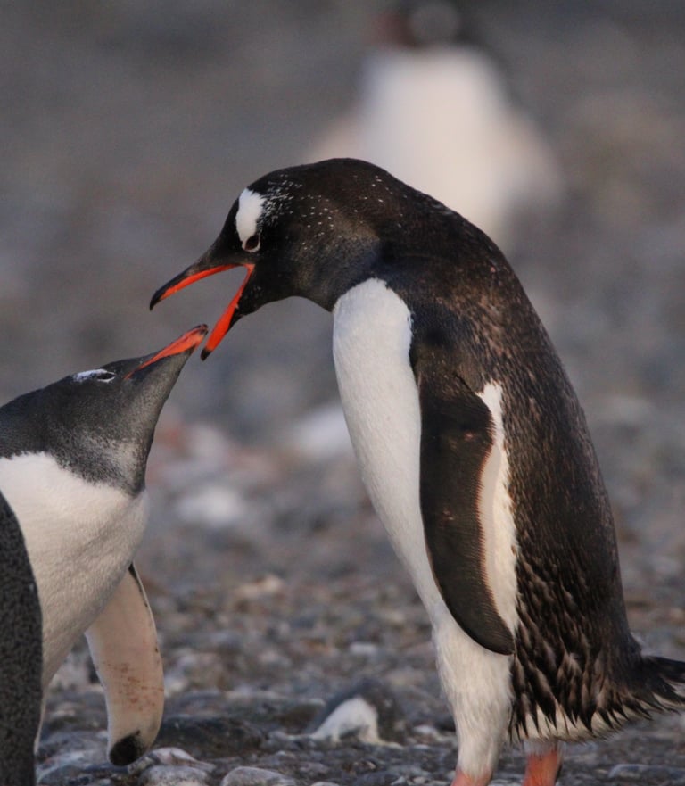 Two Gentoo penguins with orange beaks interacting on a rocky Antarctic shore.