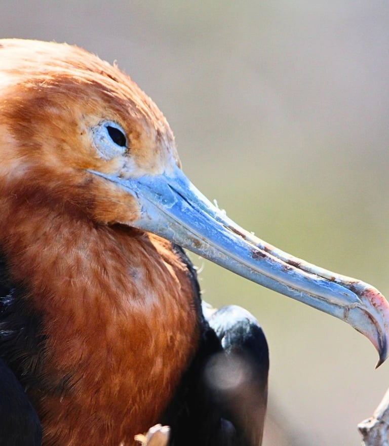 Close-up profile of a Magnificent Frigatebird with reddish-brown feathers and a long blue hooked beak.
