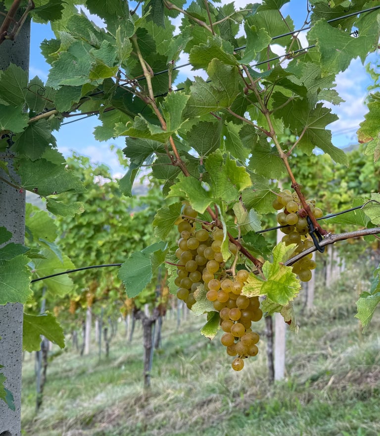 Reife Weintrauben am Stock