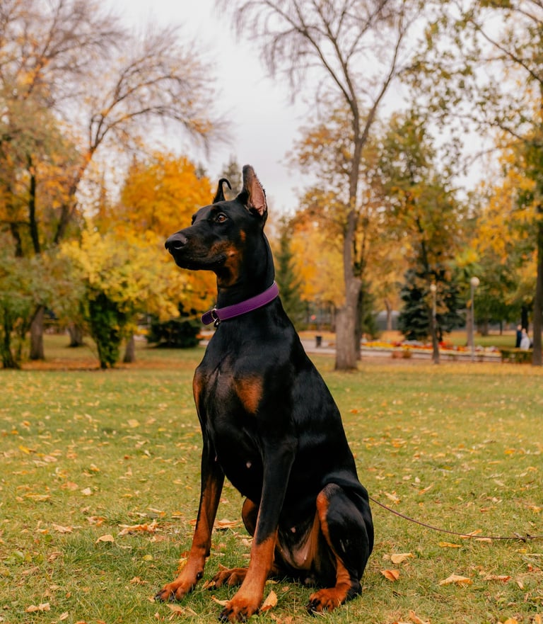 Doberman puppies for sale