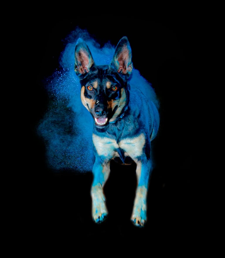 Working Kelpie Ringarooma S'nyx