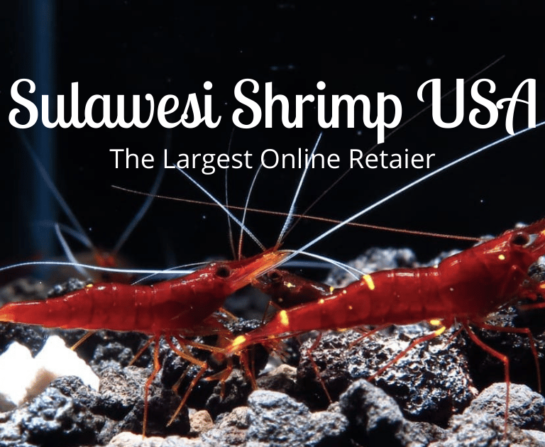 caridina spinata