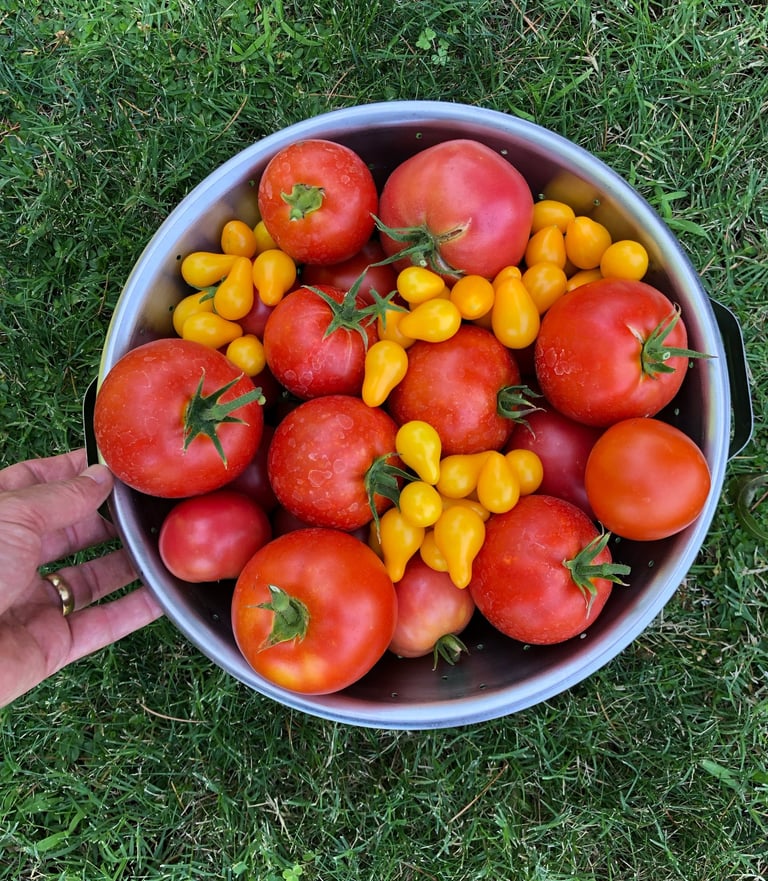 A beautiful harvest of homegrown tomatoes from a club member's garden.