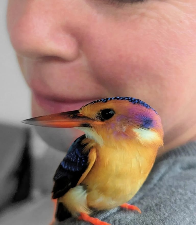 a rescued bird perched on Fran's shoulder