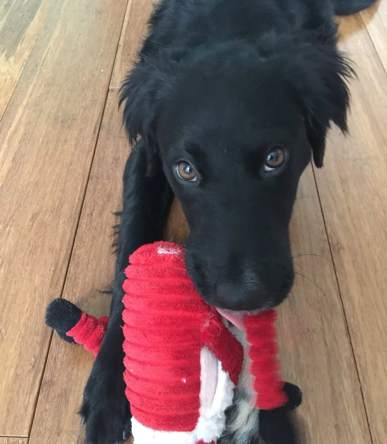 Spotty is playing with santa clause