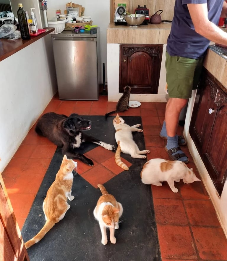 Dan standing in the kitchen with cats for dinner