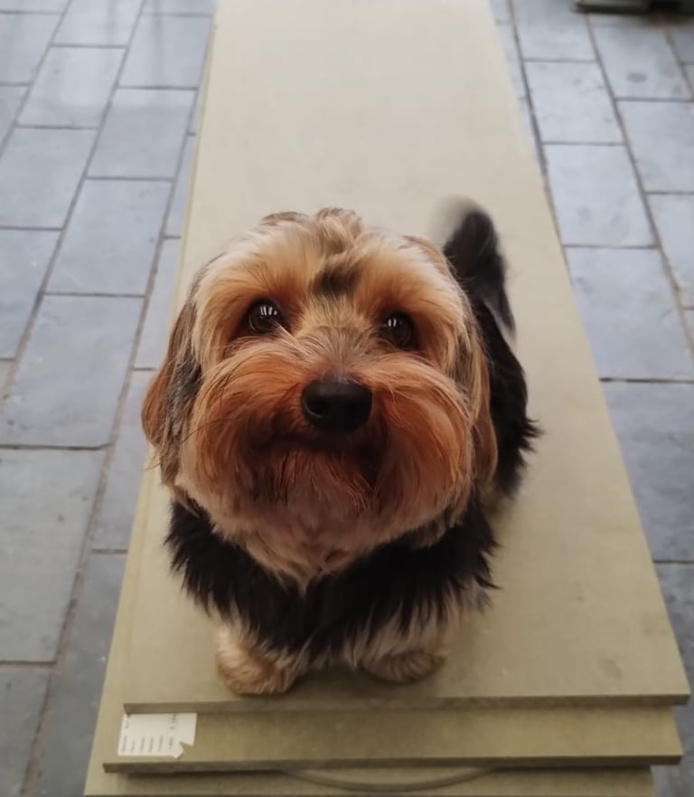 Catioro mau pisando no serviço