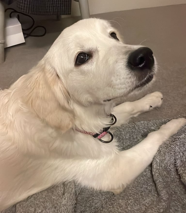 Sabrina's beautiful Golden retriever girl