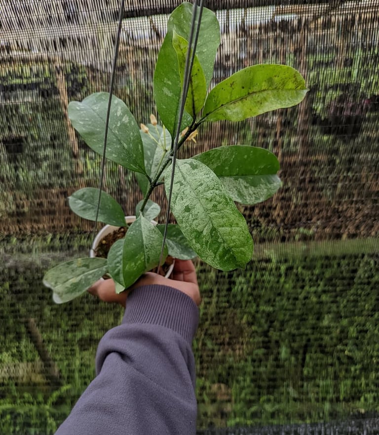 Rare Hoya occultata splash growing in Hoyas House greenhouse