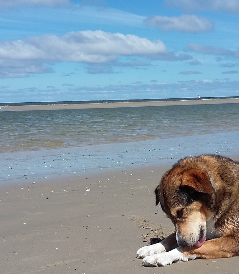 a dog laying on the beach