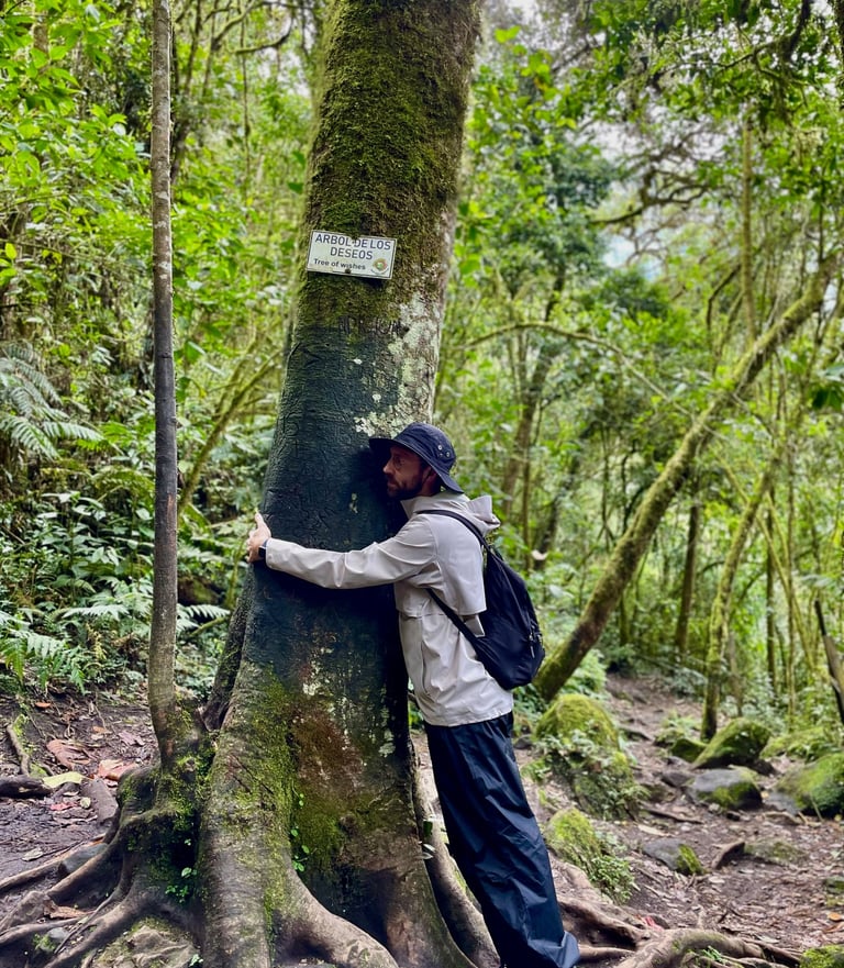 Columbian Rainforest - Hugging tree