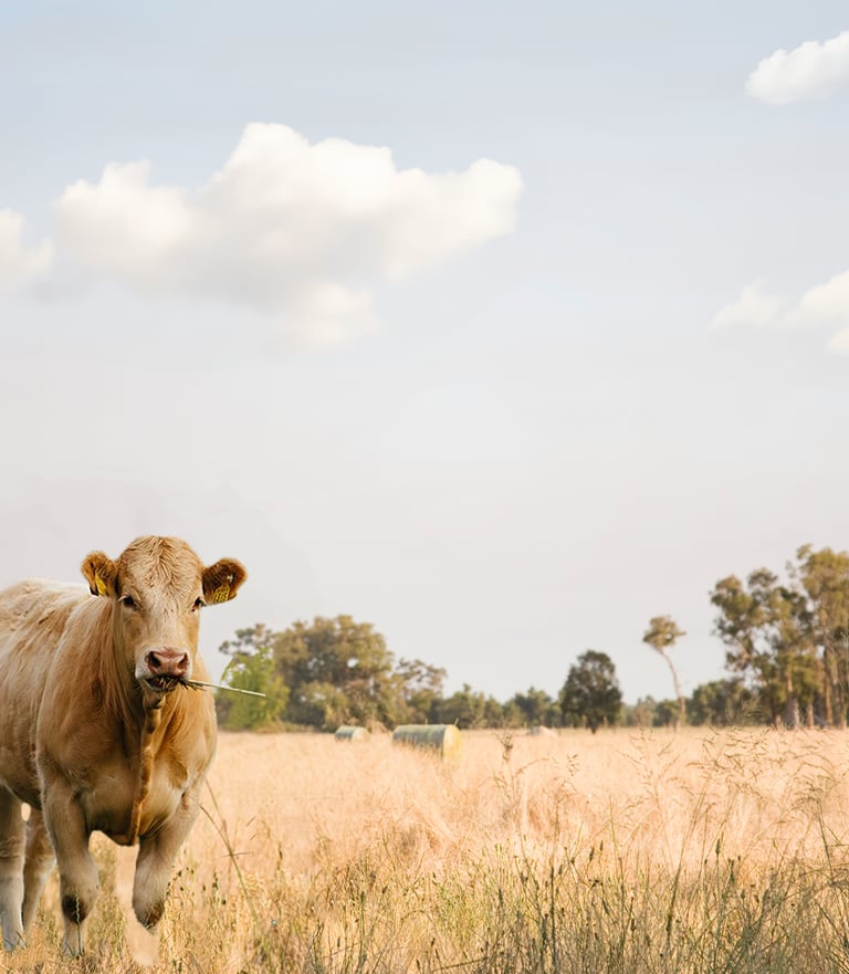 Cow in a pasture, featured on the labels of Weihs Livestock products.
