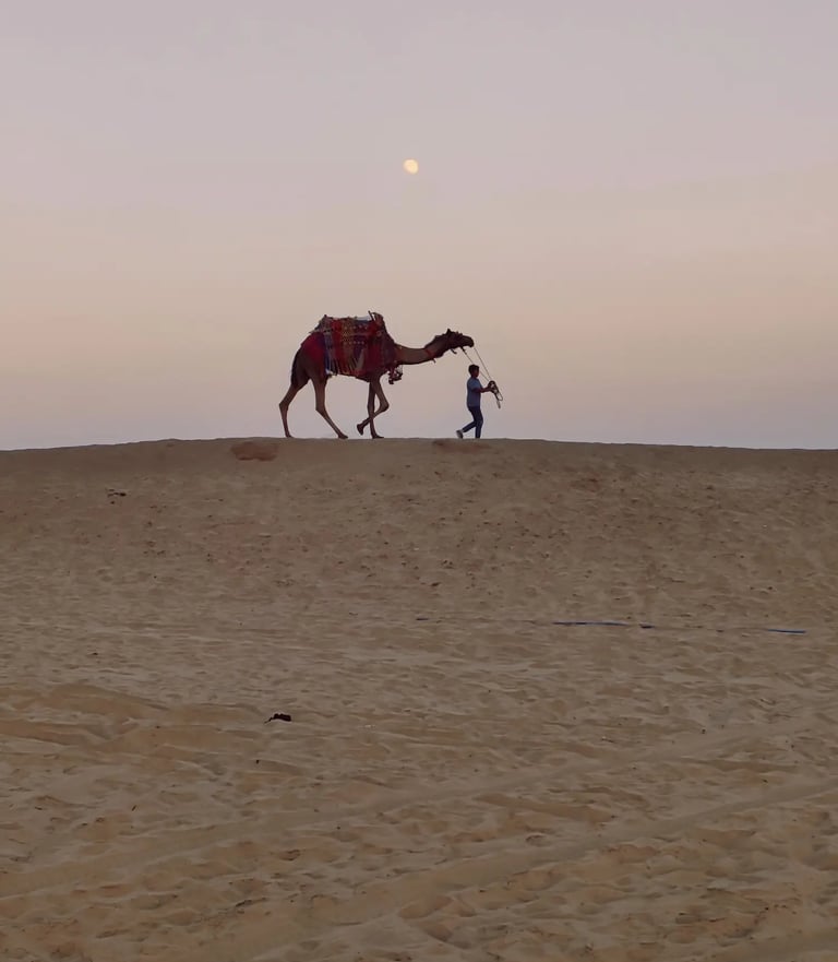 Camel in colorful attire walking through the Raisar sand dunes Bikaner at dusk