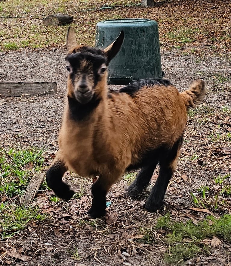 Oberhasli goat kid running fast