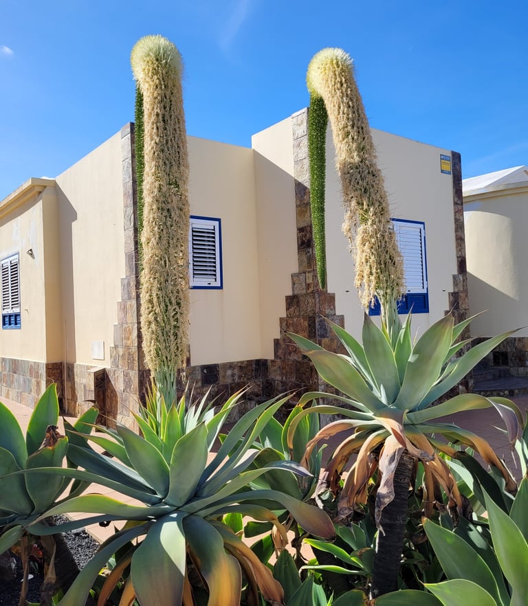 Voyage 1 semaine lanzarote: Arrieta Passionnément évasion