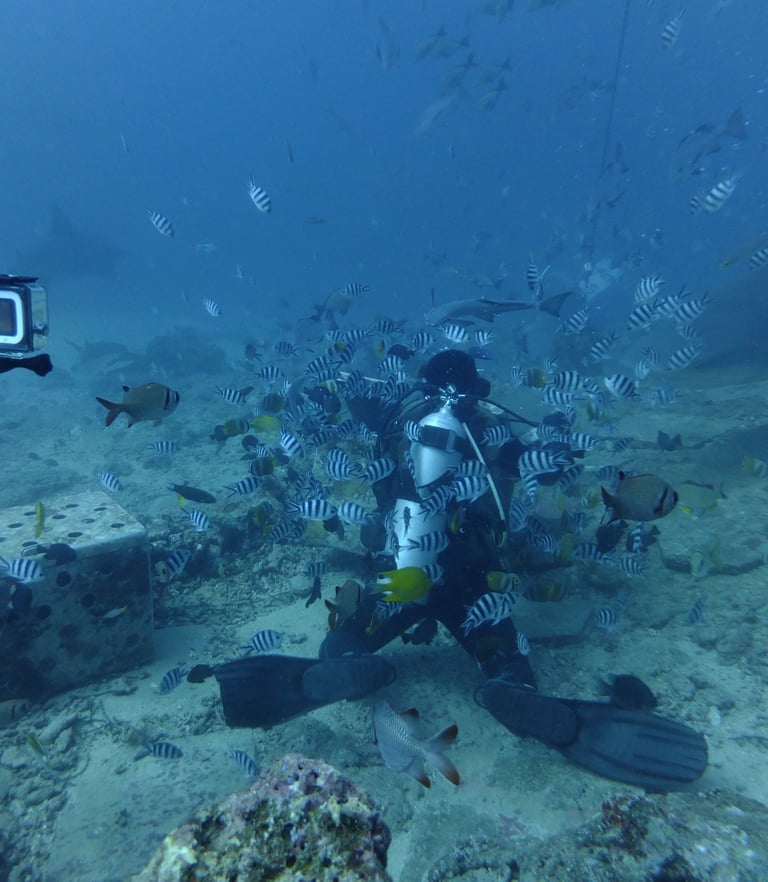 Beqa Shark dive, Beqa Lagoon, Pacific Harbour, Fiji