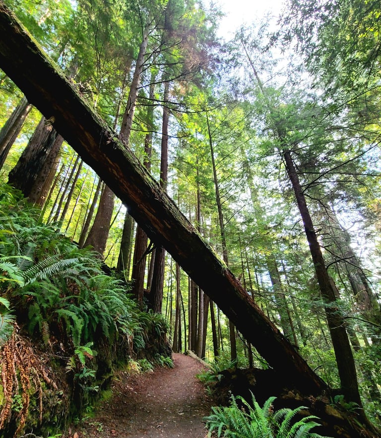 redwood national park, redwoods, a path way through a forest with a fallen tree; redwoods