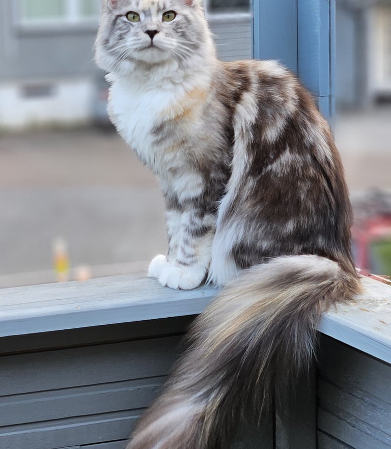 Maine Coon kattunge