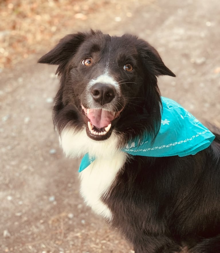 chien border collie