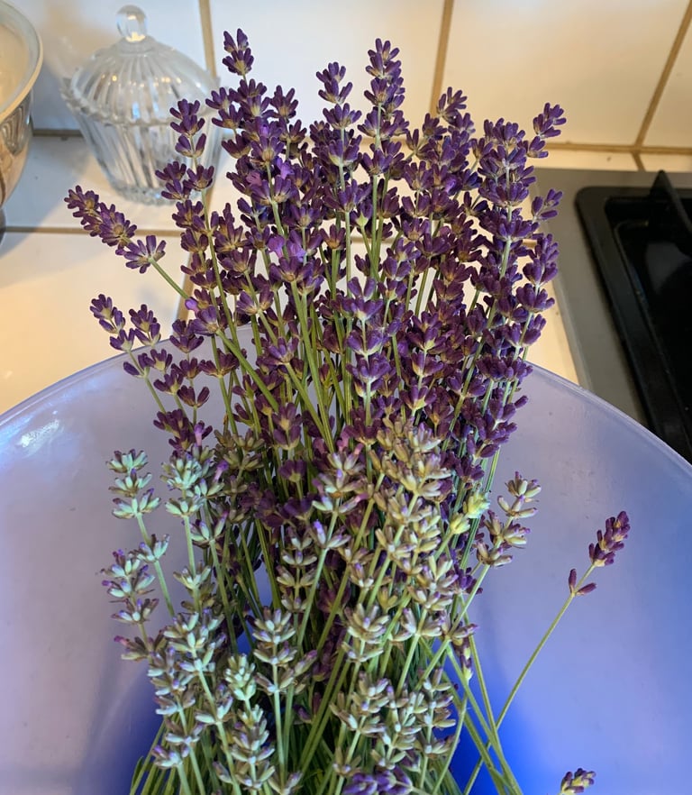 A blue bowl full of sprigs of lavender on a white tile kitchen counter