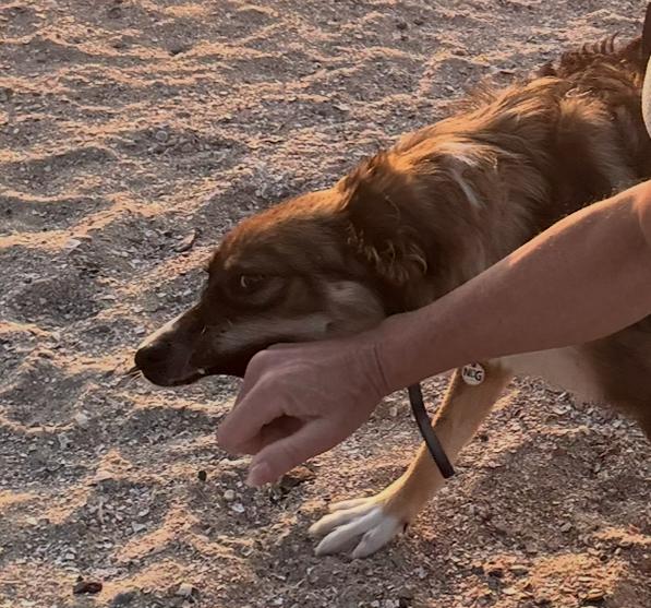 hond die in hand bijt