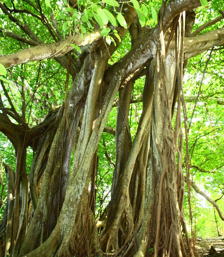 El Árbol que Camina