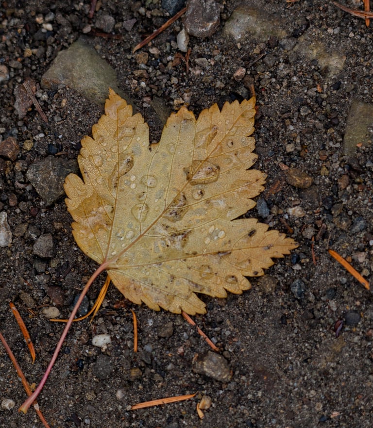 A maple leaf on the ground covered with water.