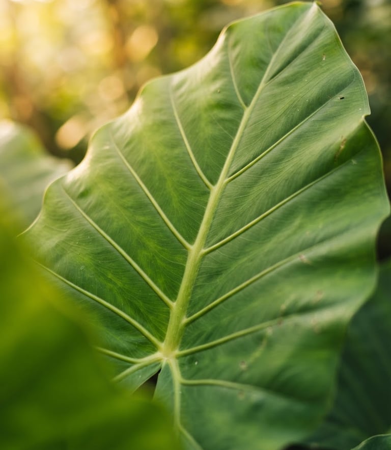 Crisp macro photograph of vibrant green tropical foliage with prominent leaf veins, bright diffused morning daylight, warm golden-hour accents, shallow depth of field, 35mm