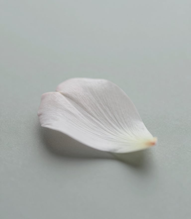 Macro close-up of a delicate white flower petal with clean morning shadows on a pale fog gray background, minimalist editorial photography