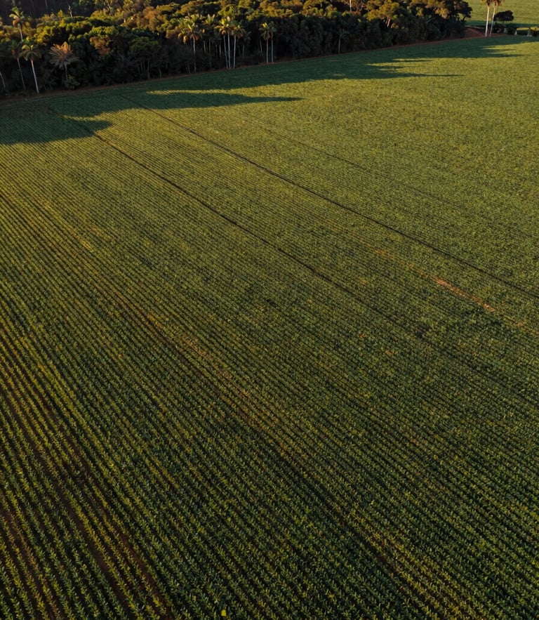 Aerial drone shot of vast green soybean crop fields in Brazil during golden hour, perfect geometric rows, deep forest green and rich soil brown tones, high-end editorial style