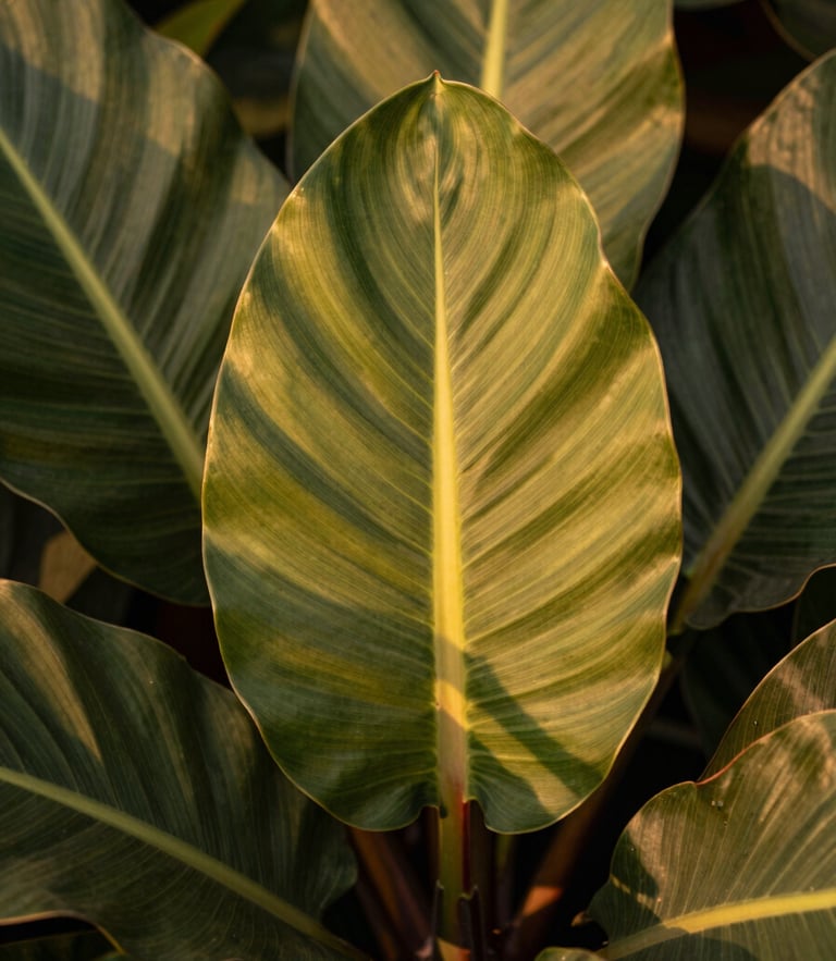 Close-up of textured tropical leaves in golden hour sunlight, rich botanical greens and earth tones, shallow depth of field