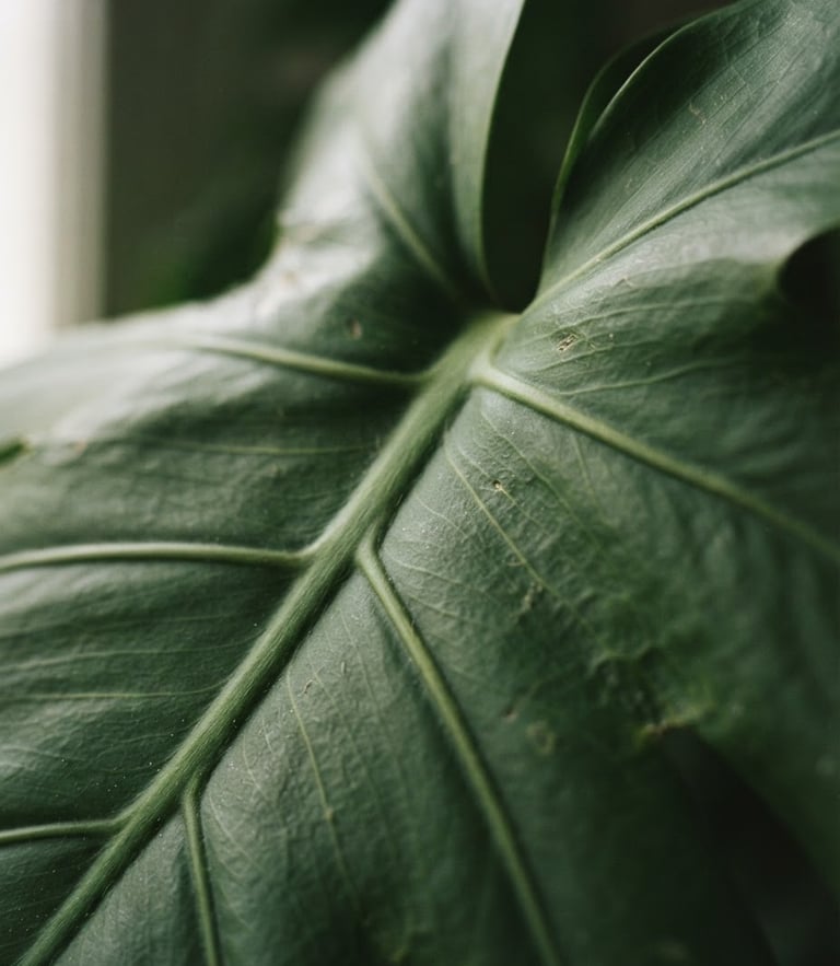 Extreme close-up of realistic monstera leaf veins, soft natural window light, muted organic tones, clean architectural framing, 35mm