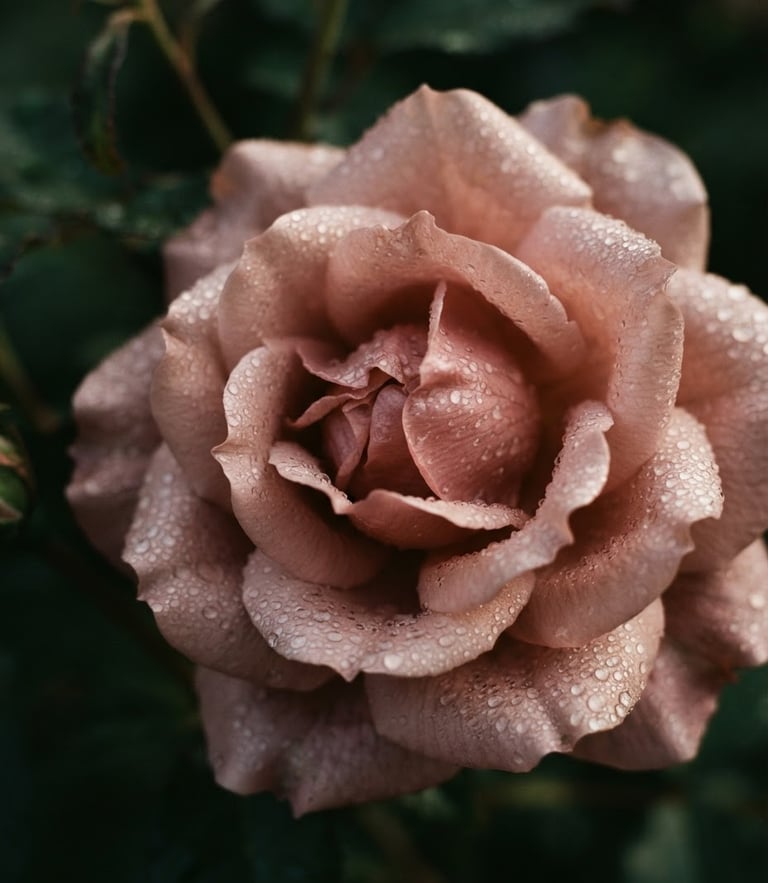 A close-up botanical detail of a dusty rose showing dew and delicate texture, soft morning window light, shallow depth of field, 35mm film