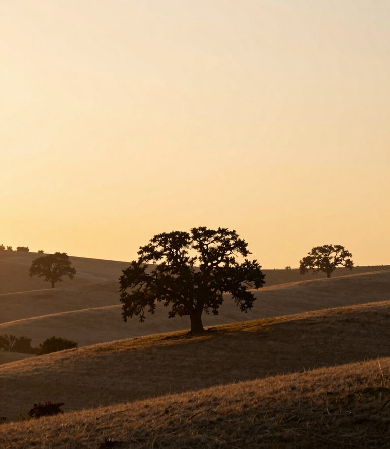 A peaceful sunset over rolling hills, soft golden light filtering through silhouetted oak trees, warm serene editorial style.