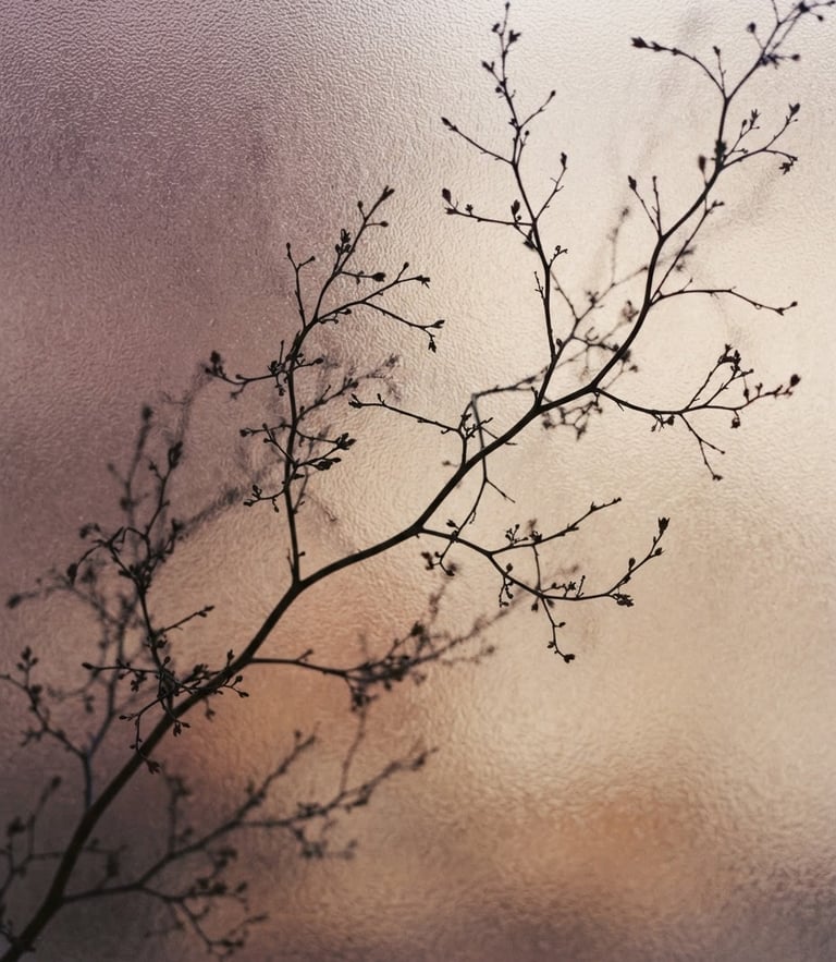 Soft diffused morning light filtering through frosted glass, showing the delicate silhouette of a wild branch, muted plum and warm sand tones, shallow depth of field