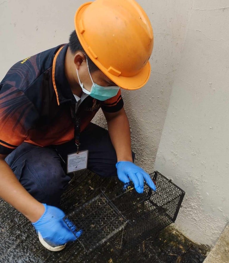 A pest control technician in safety gear sets a humane metal cage rat trap along an exterior wall.