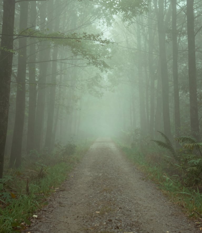 Misty forest path at dawn, soft diffused light, pastel green tones, minimalist composition, 35mm
