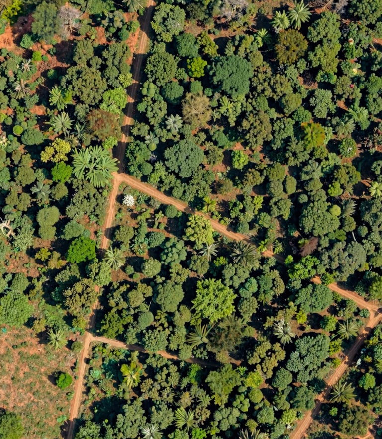 Overhead orthomosaic drone view of a structured native tree plantation in Tamil Nadu, crisp daylight, high-resolution GIS mapping style